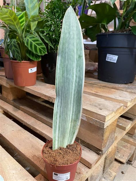 Sansevieria Metallica Silver Siam