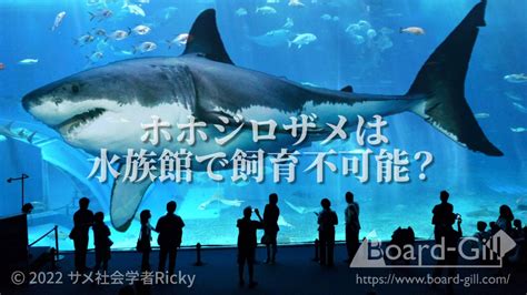 ホホジロザメが水族館にいない理由を徹底解説！なぜジョーズを長期で飼育できないのか？ Board Gill