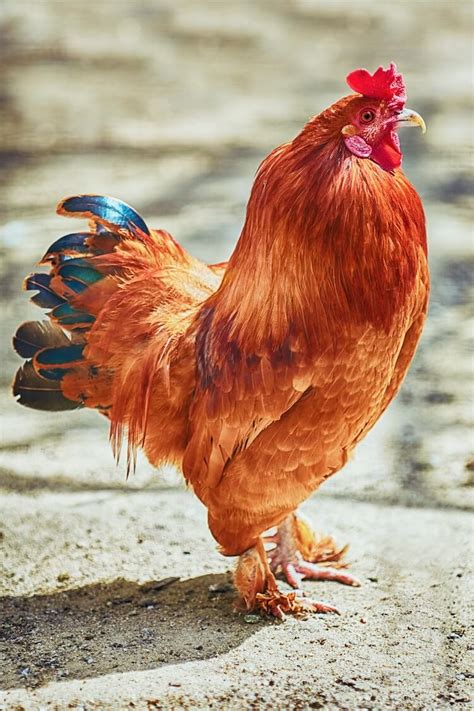 All 12 Red Chicken Breeds With Pictures Chickens And More