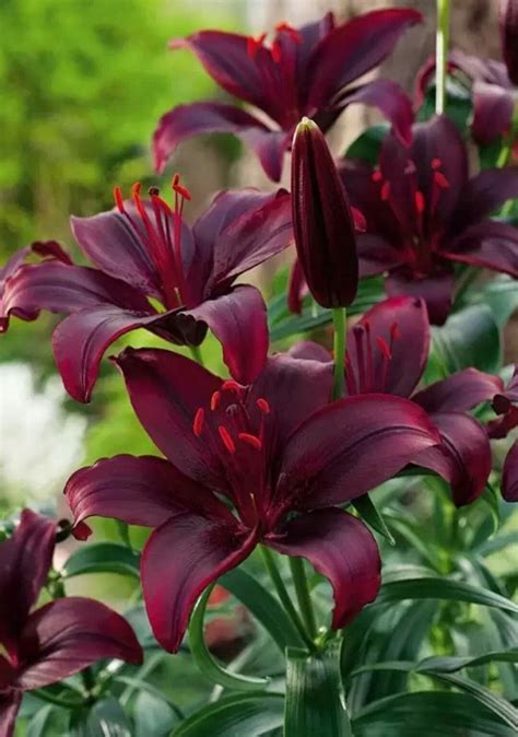 Types Of Lilies 8 Beautiful Cold Hardy Choices For The Garden Artofit