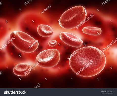 Red Blood Cells Stock Photo 236557831 : Shutterstock