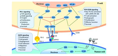 Pd 1 Pd L1 Pathway