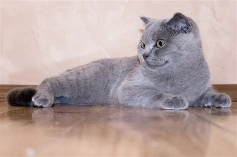 Scottish Fold Cat Head Stock Photo By ©emeliana 2222422