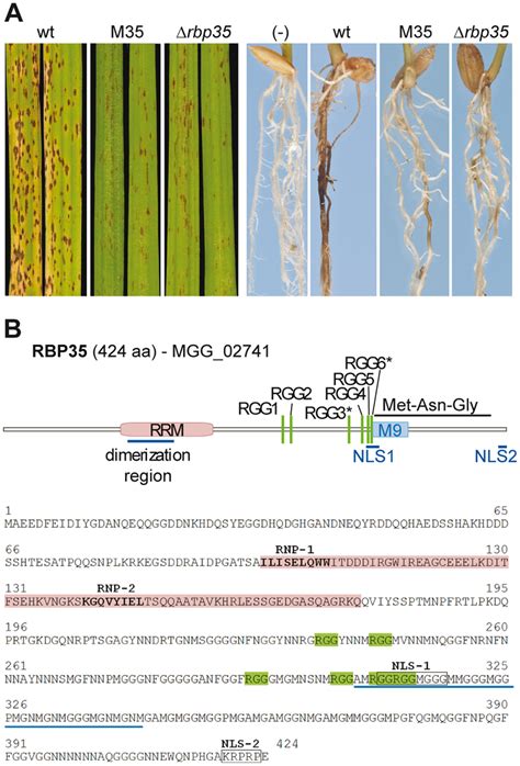 RBP35 is an RRM protein involved in fungal virulence A Δrbp35