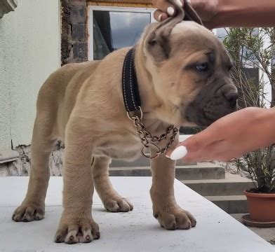 Eladó Cane Corso Kutya hirdetések Adokveszek