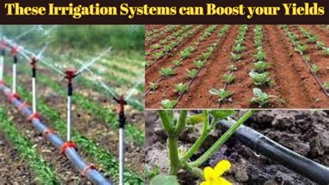 Boost Your Vegetable Farm With These 7 Simple Irrigation Systems Youtube