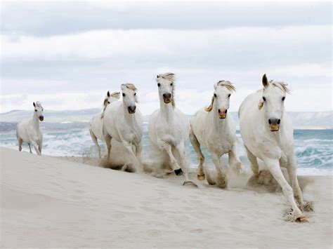 White Wolf : Beautiful White Horses ( Mythology - Photos)