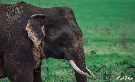 Sri Lankan Elephant Male Scientific Classification Kingd Flickr