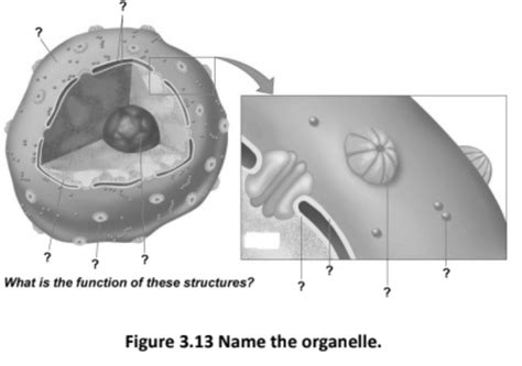 Nucleus Diagram Quizlet