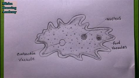 How To Draw Amoeba Easy Wayamoeba Drawing Youtube