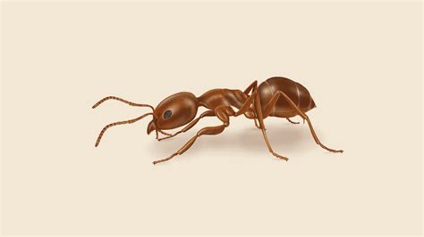 How To Identify Argentine Ants Ant Facts Orkin