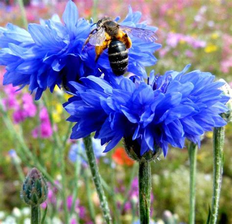 Blue Cornflower Bachelor Button Centaurea cyanus - 100 Seeds i 2024