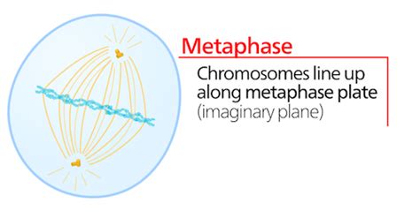 Metaphase Plate | Definition & Formation | Study.com