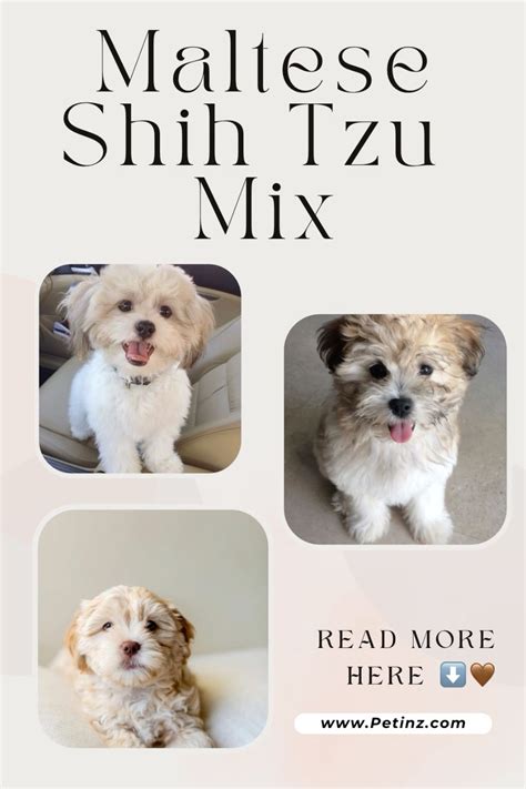 Maltese Dogs Shih Tzu Artofit