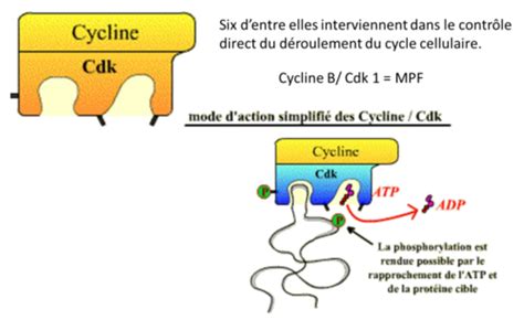 Régulation du cycle cellulaire Cartes Quizlet