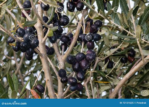 Ripe Black Olives On Olive Tree Branch Stock Image Image Of