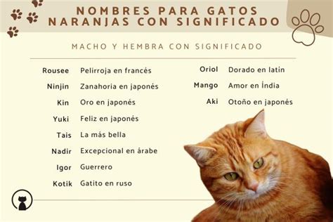 210 Nombres Para Gatos Naranjas O Amarillos ¡ideas Originales Y Con