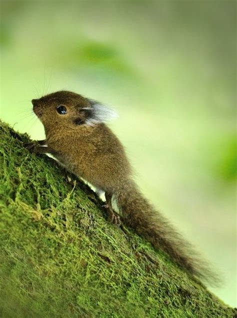 a small rodent sitting on the side of a mossy tree branch with its tail ...