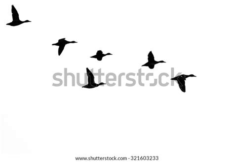 Flock Ducks Silhouetted On White Background Stock Photo (Edit Now ...