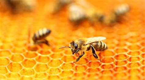 La Importancia De Las Abejas En El Planeta MAES HONEY