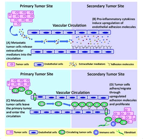 A Schematic Of Breast Tumor Metastasis A Metastatic Tumor Cells Download Scientific