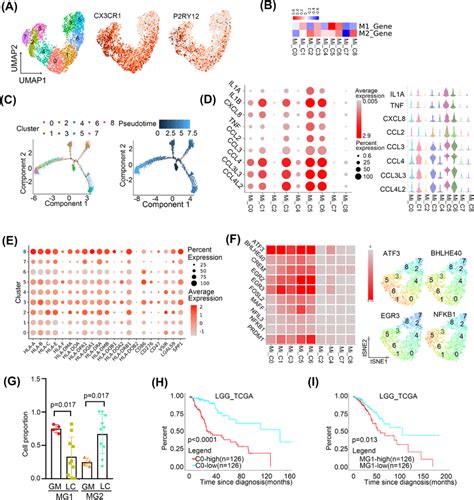 Microglia Exhibited Multiple Polarisation Phenotypes In The Brain A Download Scientific