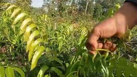 PANEN PAKIS MERAH LIAR DI KEBUN SAWIT TUMIS PAKIS MERAH UNTUK MAKAN