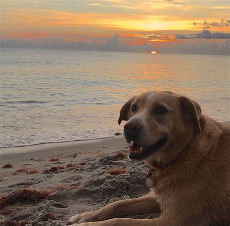 The Only Dog Beach In Sarasota Brohard Dog Beach In Venice Florida