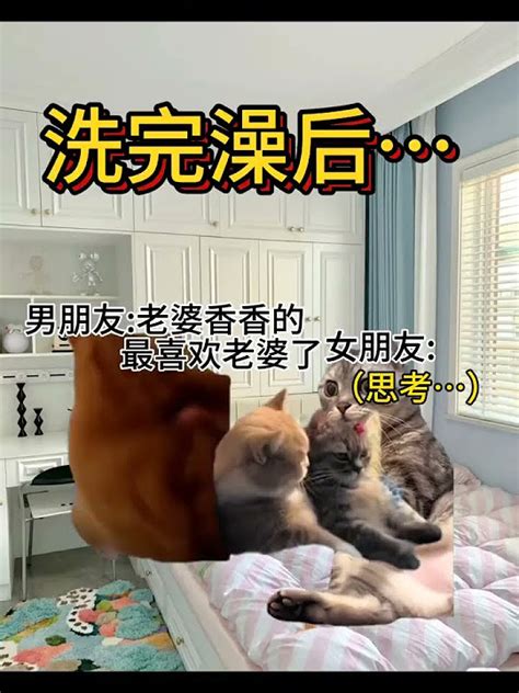 猫猫meme猫猫meme话题 办公室猫猫日常话题 热门分享 Catsplaying Cat 貓 Youtube