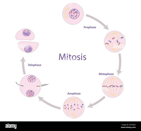 Interfase Y Mitosis Fotografías E Imágenes De Alta Resolución Alamy