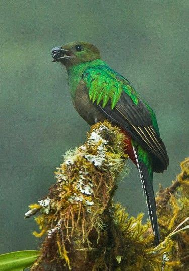 Resplendent Quetzal Pharomachrus Mocinno Female