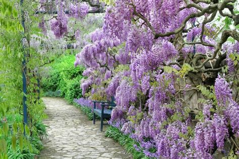 Wisteria Flowers: From Ancient Myths to Contemporary Meanings - Petal ...