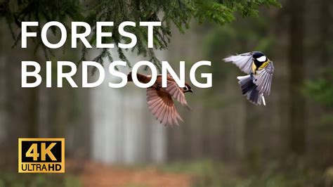 Forest Birdsong Relaxing Nature Sounds Birds Chirping And Nature Sounds Meditation Forest