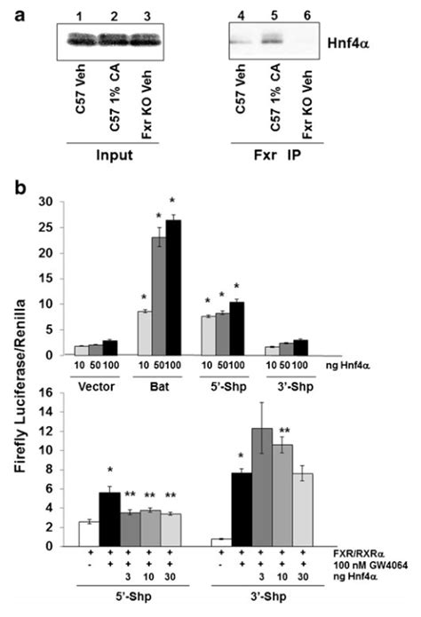 Thomas A Et Al Hepatocyte Nuclear Factor Alpha And Farnesoid X