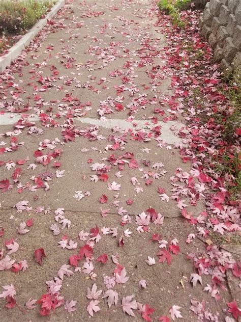 Pink Autumn Leaves Fallen On Sidewalk Stock Image Image Of Leaves