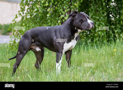 Black And White American Staffordshire Terrier Standing Stock Photo Alamy