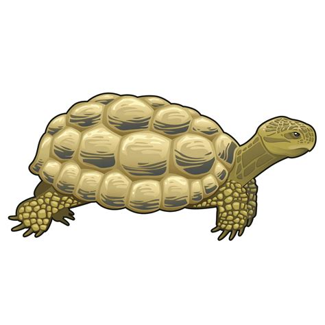 Drawing Turtle Turtle Png Image And Clipart Turtle Clip Art Png