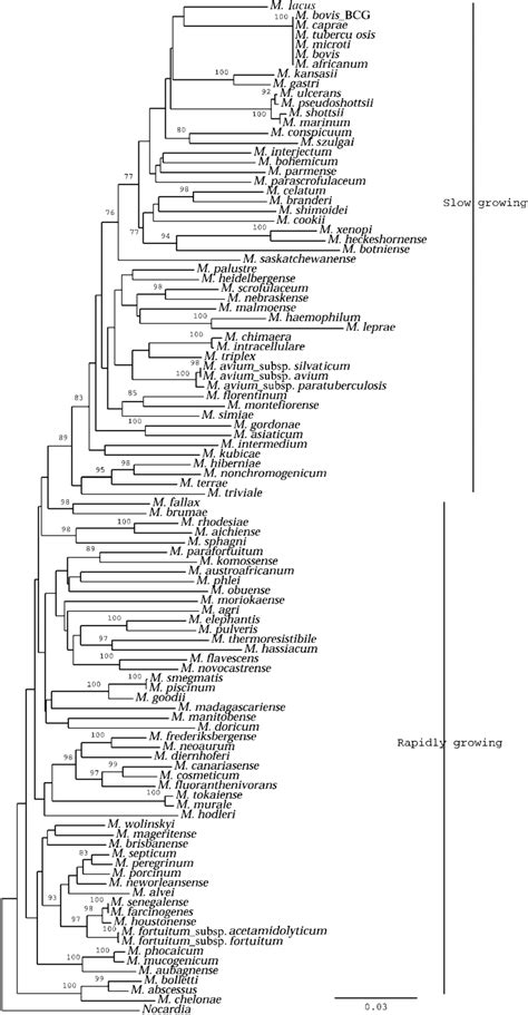 Phylogenetic Tree Based On The Concatenation Of 16S RDNA Hsp65 SodA