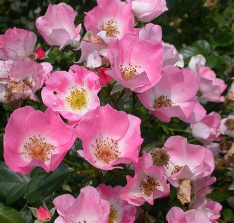 Shrub Roses – Gammon's Garden Center & Landscape Nursery