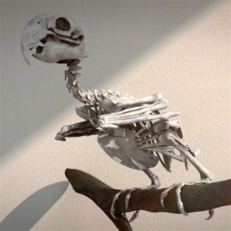 Macaw Skeleton | Animali, Uccelli