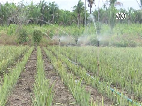 Mirante Rural Mostra Que Produtores Usam Tecnologia Para Irrigar