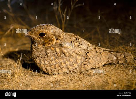 Sindh Wildlife Hi Res Stock Photography And Images Alamy