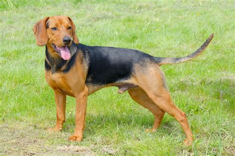 Segugio Serbo Carattere Prezzo Dei Cuccioli