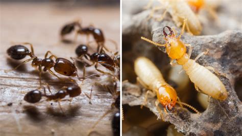 Termites vs Ants: What you should know - Apple Pest Control