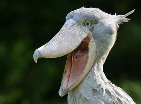 Shoebill Alchetron The Free Social Encyclopedia