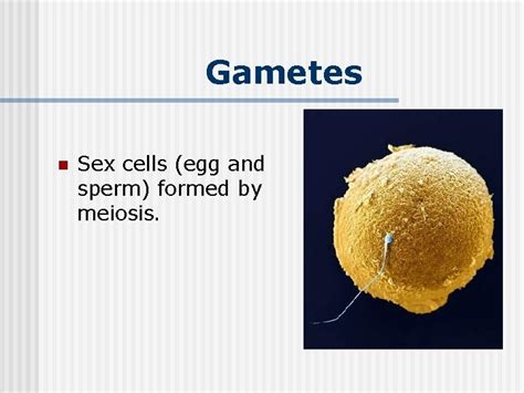 Meiosis Gametes N Sex Cells Egg And Sperm