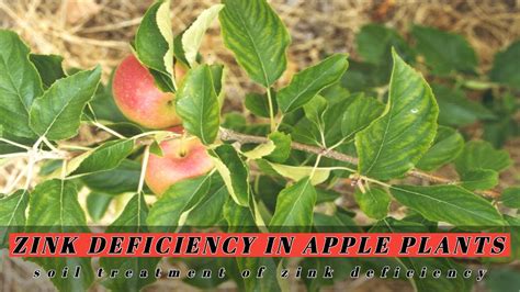 Zink Deficiency In Apple Plants Soil Treatment Of Zink Deficiency