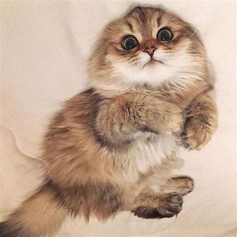 17 Best images about GATOS on Pinterest | Cats, Maine coon kittens and ...
