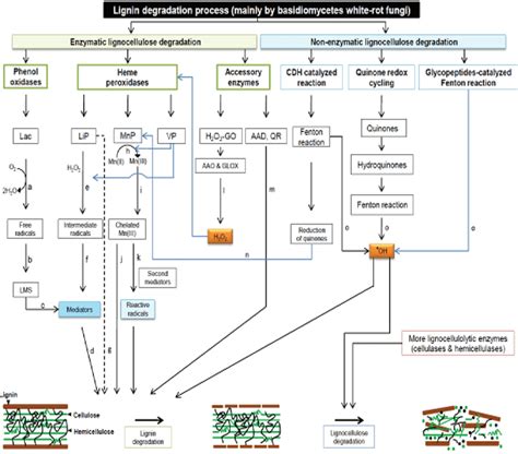 Schematic Diagram Of Lignin Degradation By Basidiomycetes White Rot