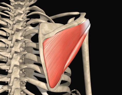 The 4 Muscles That Make Up The Rotator Cuff Rotator Cuff Rotator